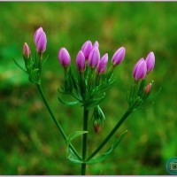 Common Centaury