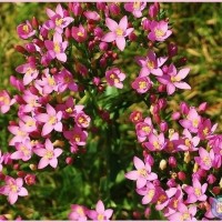 Common Centaury 2