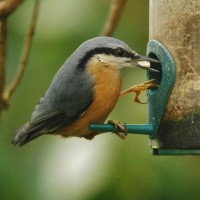 Nuthatch