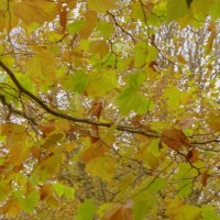 Autumnal Alexandra Road 9