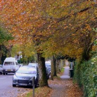 Autumnal Alexandra Road 10