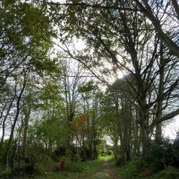 Autumnal Path