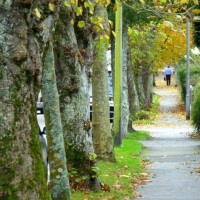 Autumnal Alexandra Road 15