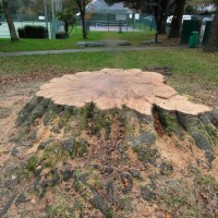 BEECH TREE R.I.P. NOV., 2012 - PENLEE PARK