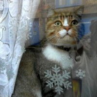 Christmas Cat 2012