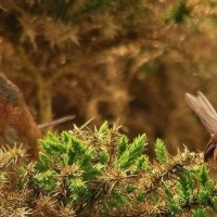 Dartford Warbler