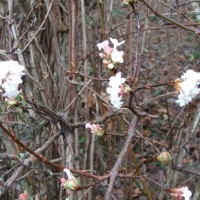 Winter Flower
