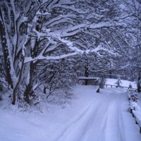 Walking In A Winter Wonderland