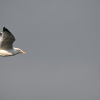 Seagull in Flight