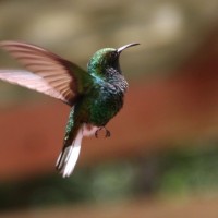 Humming bird
