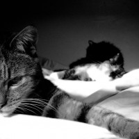 Bed Cats 01