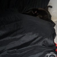 Sleepy Inka