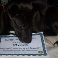 Adopted Inka