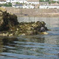 Seals on Clements Island just off of Mousehole