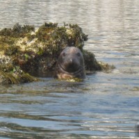 Seals on Clements Island just off of Mousehole