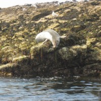 Seals on Clements Island just off of Mousehole