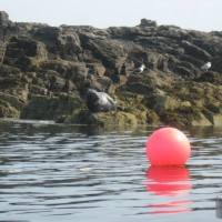 Seals on Clements Island just off of Mousehole