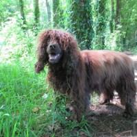 Woodland Heamoor