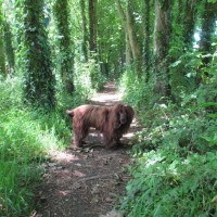 Woodland Heamoor