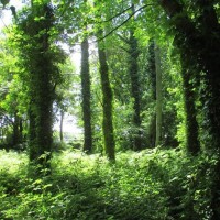 Woodland