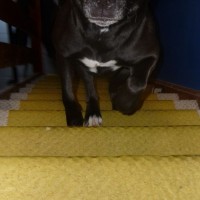 Upstairs Inka