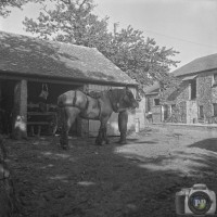 Cornwall Farm (2) 1959