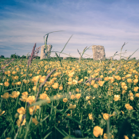 Buttercups By The Merry Maidens