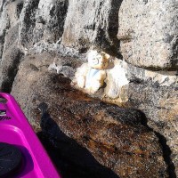 Teddy Cookie Jar On the Penzance side of the harbour wall, St Michaels Mount.