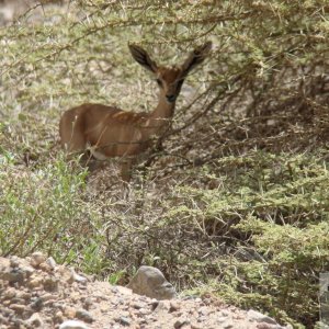 Local wildlife: Salalah, Oman