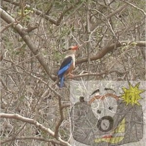 Kingfisher