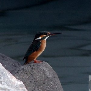 Kingfisher