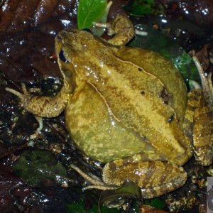 Natterjack toad (1) - Seen 10/02/2010