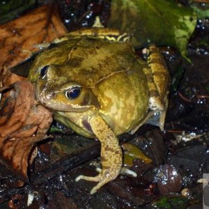 Natterjack toad (?) - Seen 10/02/2010