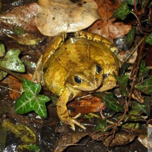 Natterjack toad (3) - Seen 10/02/2010