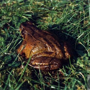 Common Frog or Natterjack Toad?