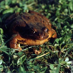 Common Frog or Natterjack Toad?