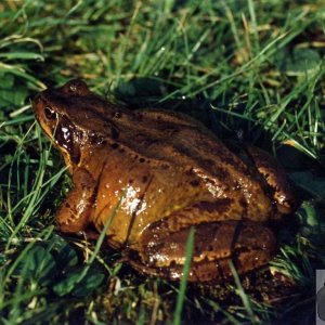 Common Frog or Natterjack Toad?