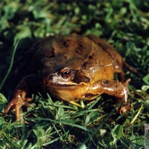 Common Frog or Natterjack Toad?