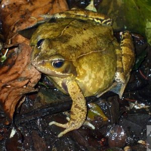 Common Frog or Natterjack Toad?