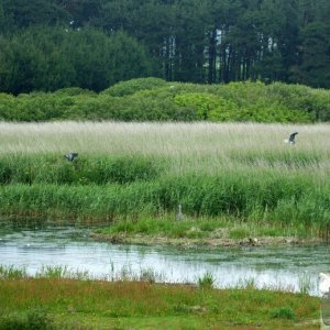 Marazion Marsh - 02Jun10