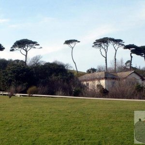 Attractive Trees at Ponsandane behind the By-pass, 2004