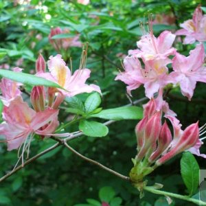Azaleas perhaps? The Western Plantation - Trewidden Gardens - June '08