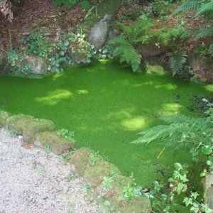 Pond and Green Weed, The Rock Garden - Trewidden Gardens - June '08