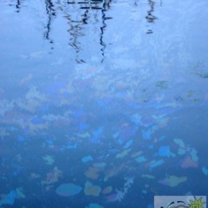 Oil on the water in Newlyn harbour 2002