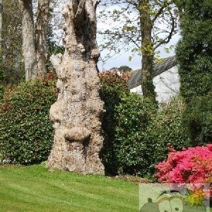The grounds