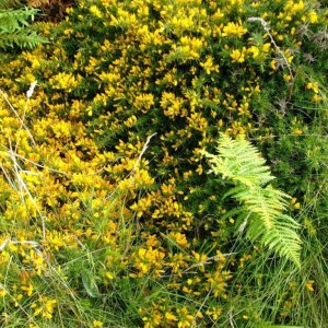Portheras Cove (17th Aug., 2009) - Gorse.