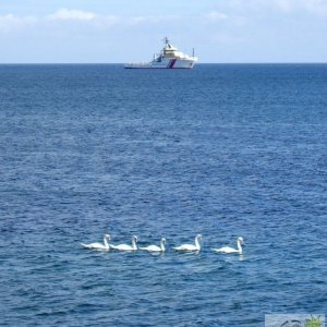 These swans are for you!