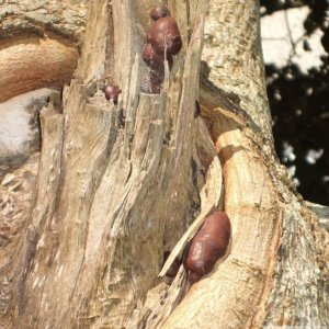 Sausage tree