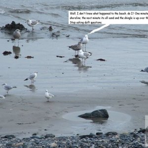 Vexed at The Shingle Gull