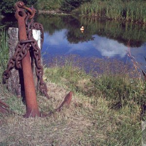 Duck Spotted in Tanglewood near Newbridge